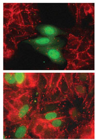 Slug reduces represses cell gluing protein